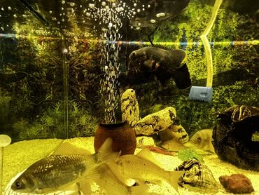 Akvariumlar: Böyük ölçülü şüşə akvarium komplekti - Ön və yanları şəffaf şüşəli — 4