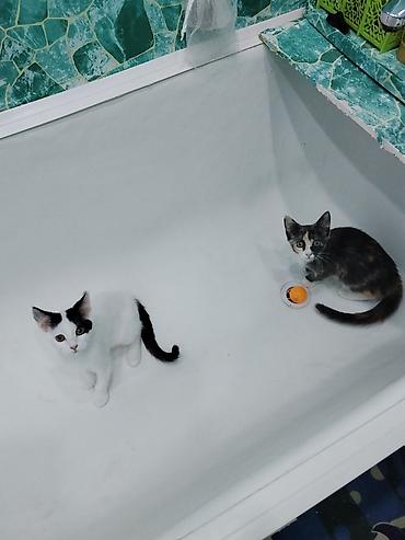 мал кой: Котята-дворянчики, окрас на выбор: - Бело-черный с «маской» на глазу и — 2