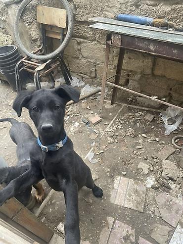 it toy pudel: Labrador-retriver, 7 ay, Peyvəndli — 6