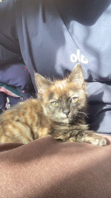 купить кошку в оше: Беспородная, 5 месяцев, Девочка