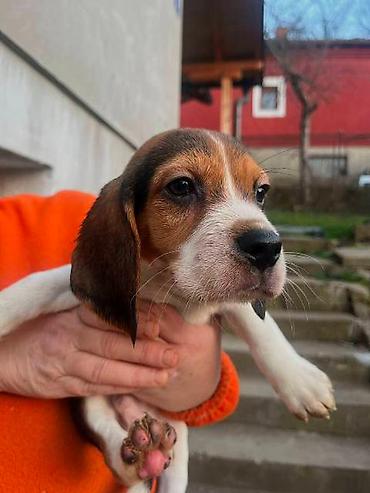 Psi: Bigl štenci Prodajem prelepe rasne štence rase Bigl, oštenjene — 12