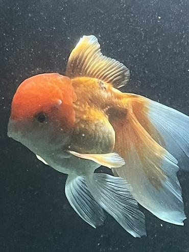 akvarium balıq novləri: Oranda, Sülhsevər — 4
