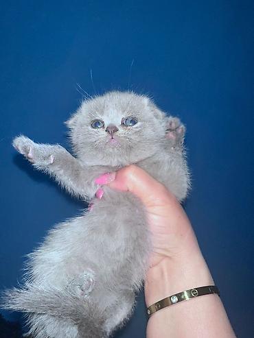 Pişiklər: Şotland — 4