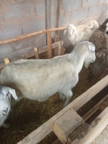 продаю дойных коров: Продаю | Коза (самка) | Полукровка | Для молока