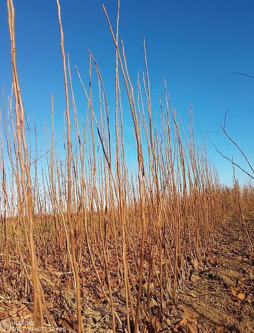 Tinglər: Xurma tingləri satışdadır çatdırılma pulsuzdur siz sifariş verin — 8