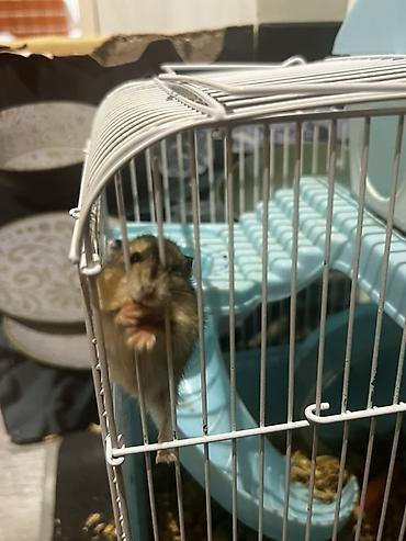 hamster: 7 ədəd hamster və qəfəs dəsti - Növ: xırda ev heyvanı (hamster) - — 2