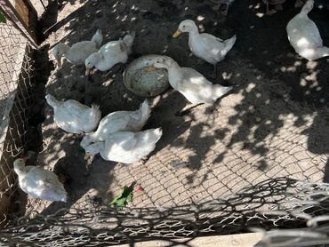 Atlar: 10 dənə ağ pekin ördəklıri Öz həytimdə çıxıb Satlır Qiymət birnə ayidi