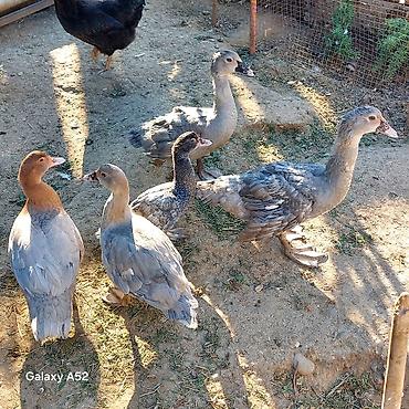 meinkun kedi fiyatları: 3 ədəd Lavanda 1 ədəd Fındığı 1 ədəd Macar cəmi 5 ədəd ördəydi 1 — 2