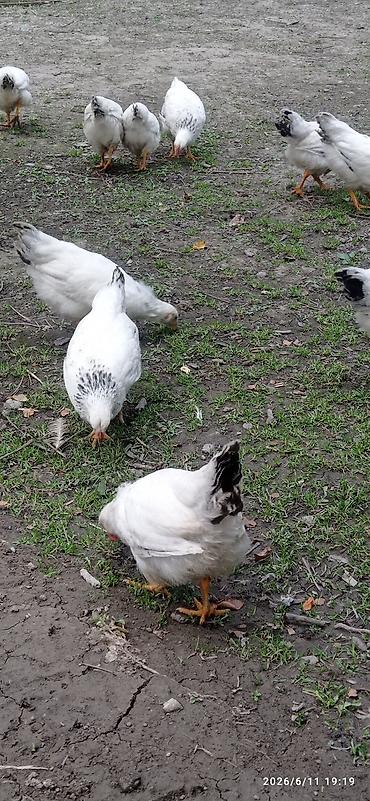 прикол курочки: Продаю курицы и гуси — 5