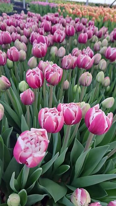 Букеты из живых цветов: Тюльпаны в крафт-упаковке — оптовые и розничные букеты. - — 17