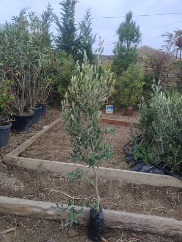 Ağaclar: Məhsul: Zeytun ağacları (meyvəli) Təsvir: - Şəkillərdə göstərilən -da lalafo.az — 8 Ağaclar: Məhsul: Zeytun ağacları (meyvəli) Təsvir: - Şəkillərdə göstərilən — 8