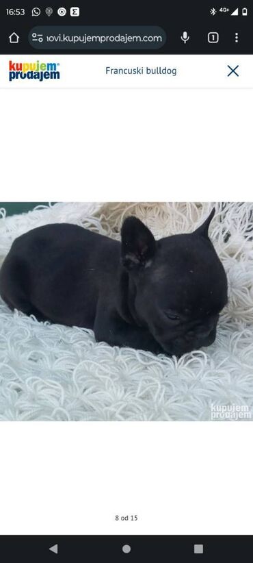 Psi: Primamo rezervacije za štence francuskog buldoga sa FCI rodovnicima — 6