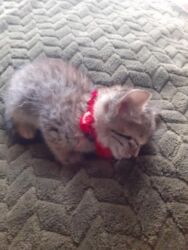 Pişiklər: Erkək, Dişi, Yaxşı əllərə — 4