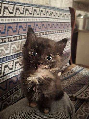 Котята, домашние отдам в хорошие руки