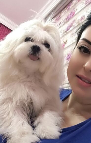 İtlər: 1 ay, Erkek, Peyvəndli — 19