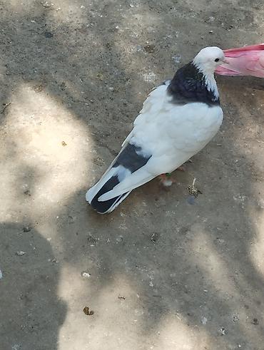 quşlar göyərçin: Saqlam qusdardi sec gotur 15m basqa qusdarda var — 3