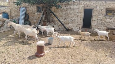 İtlər: Dişi, Zanen, il: 2, 70 kq, Damazlıq, Südlük, Ünvandan götürmə