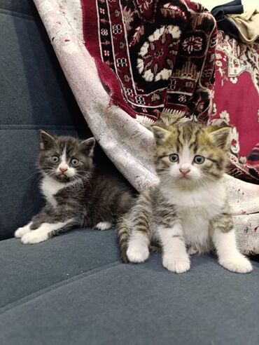 купить вислоухого котенка в бишкеке: Продаю котят шотландской вислоухой Приучены к лотку,кушают
