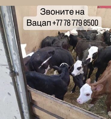 породистые телята: Бычки телята тёлочки есть доставка по всему Кыргызстану самый низкий