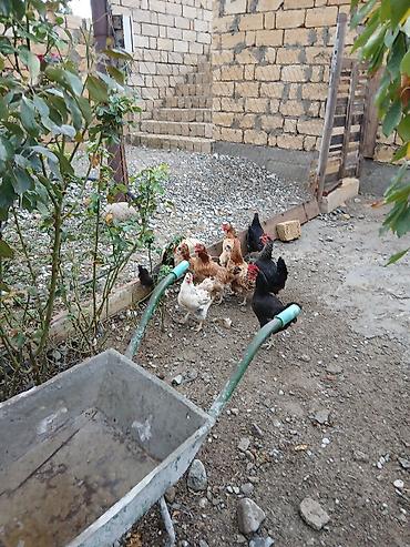 brama toyuqları: Курица, Для разведения — 2