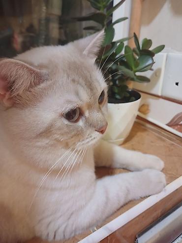 Pişiklər: Britan — 3