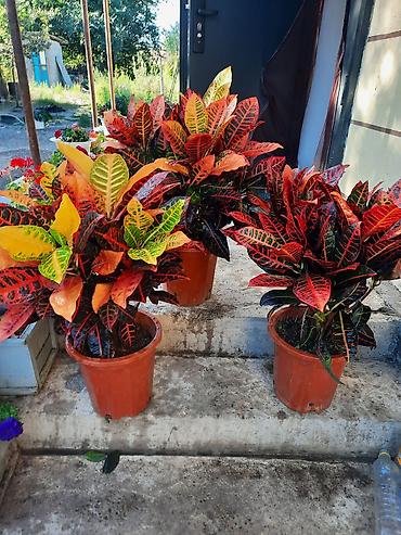 Кротон (Codiaeum variegatum) в горшке - Пышные декоративно-лиственные