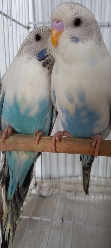 Tutuquşları: Cox gozel texas cinsi tutuquslar satilir bunlar ele bele valnist deyil — 10