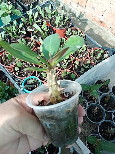 цветы комнатне: Бугенвиллея и молочай Миля (Euphorbia milii) — комнатные/балконные — 7