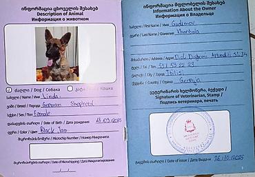 pulsuz heyvanlar verilir: Alman çoban iti, 9 ay, Dişi, Peyvəndli — 3
