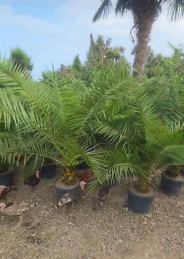 iran xurması ağacı: Xurma xurması (Phoenix dactylifera/dekorativ xurma) – iri, sıx — 3
