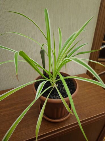 Хлорофи́тум (Chlorophytum) Хлорофитум отлично очищает воздух и служит