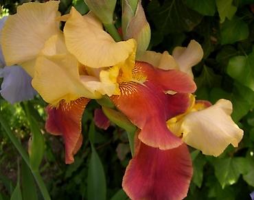 Другие садовые цветы и кустарники: Садовые растения - кустарники ( вейгела пестролистная, рябинник — 18