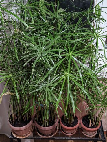 купить большие комнатные растения: Циперус Папирус Редкие красивые растения. Неприхотливые - только