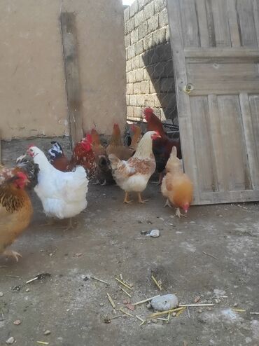 Куры, петухи: Продаю | Петух, Куры, Цыплята | Домашняя, Полубрама, Бойцовая | На забой, Для разведения, Несушки at lalafo.kg — 4 Куры, петухи: Продаю | Петух, Куры, Цыплята | Домашняя, Полубрама, Бойцовая | На забой, Для разведения, Несушки — 4
