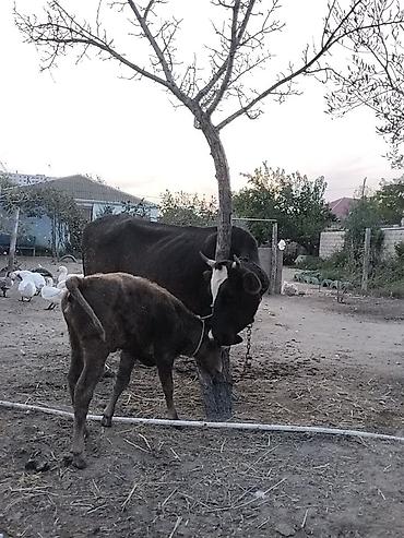bala dovşan: Salam aleykum ineyler tək tək satılmır ikisində balası dishi cins — 6