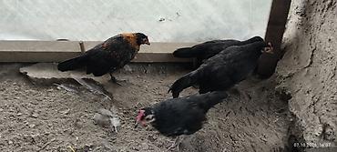 ag baliq qiyməti: Toyuq, Damazlıq — 1