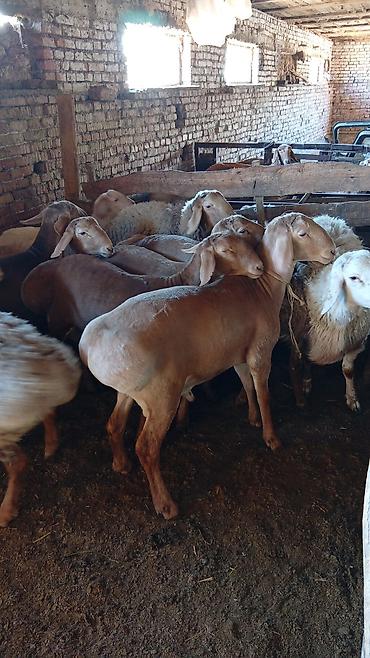 Баран, овца: Продаю | Овца (самка) | Для разведения — 2