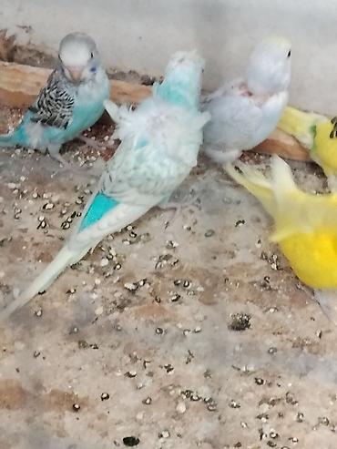 Попугаи: Japones tutuquşu 2 si cütdü 1 tək erkəkdi sağlam quslardi razilaşmaq — 1