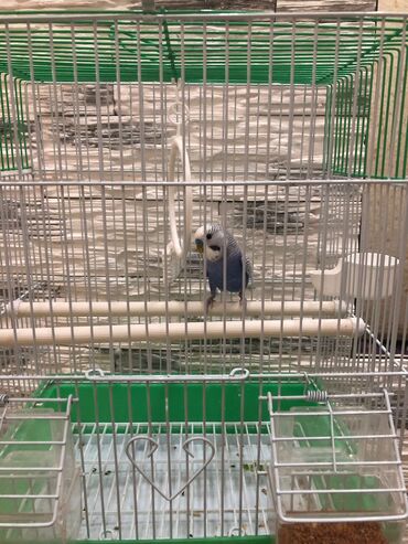 папугай жако: Папугай1600сом клеткасы менен сатылат
