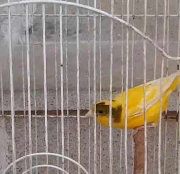 qizil qus: 10 aylıq
maya 
40 azn
WhatsAppa yazın