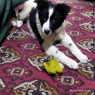 Отдам даром собаку: Собака даром: 5 месяцев, Самец, С прививкой — 14