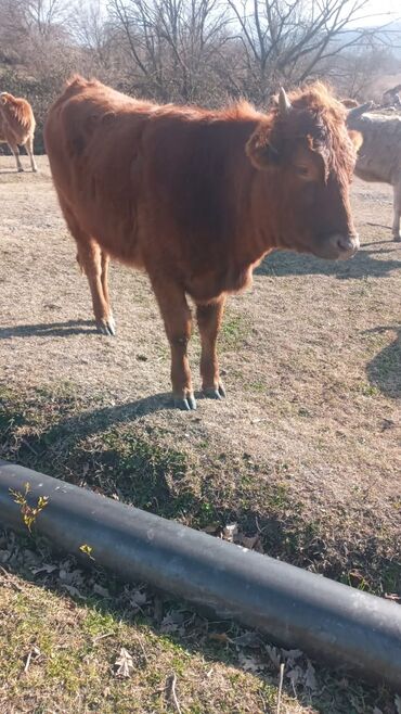 Dana, buzov: Dana, buzov, Dişi, ay: 12, Damazlıq, Ünvandan götürmə — 4