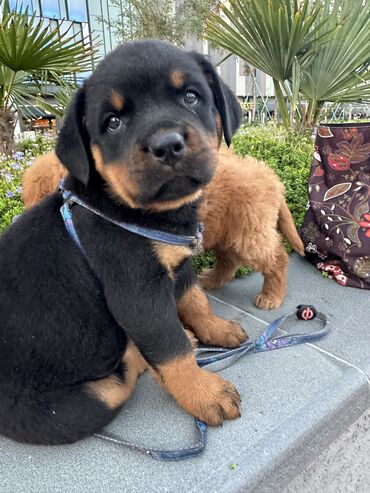 İtlər: Rotveyler, 1 ay, Erkek -da lalafo.az — 17 İtlər: Rotveyler, 1 ay, Erkek — 17