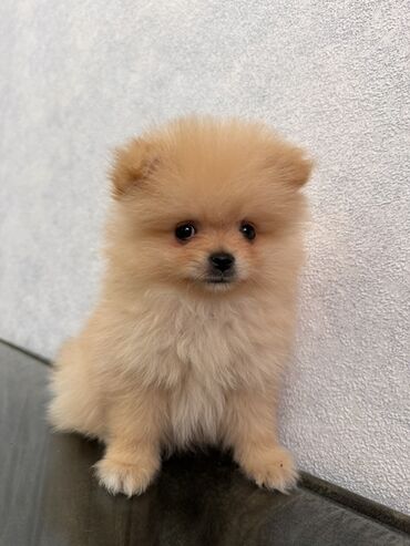 Gəmiricilər: Pomeranian (Spitz) balası - Rəng: krem/şam rəngi - İncə, yumşaq