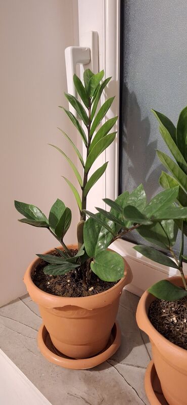 tək qızıl gül qiyməti: Zamioculcas (dollar gülü).Qiymet 10 manat