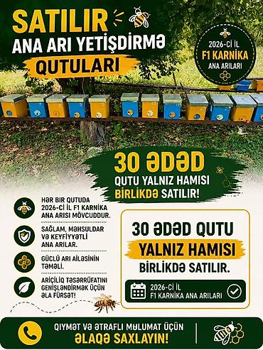 ucuz goyərcinlər: Ana arı yetişdirmə qutuları – 30 ədəd, yalnız hamısı birlikdə satılır — 1