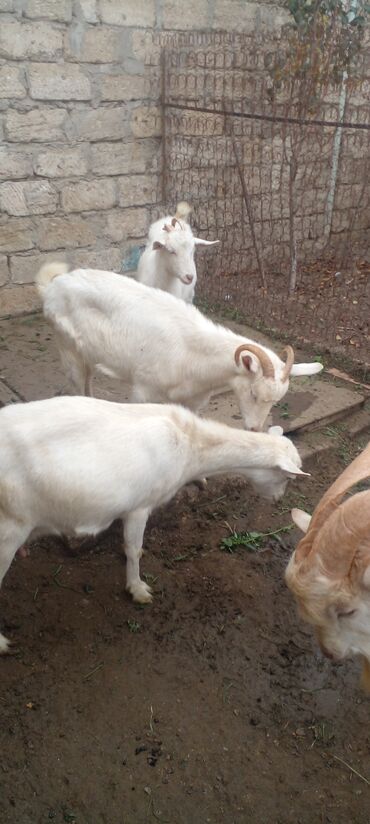 Keçi, çəpiş: Məhsul: Ağ rəngli oğlaqlar (bir neçəsi buynuzlu) - Cins: Yerli ağ keçi — 5