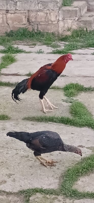 Toyuqlar: Toyuq, Damazlıq, Ödənişli çatdırılma — 16