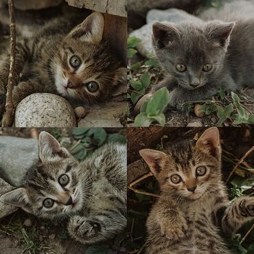 британская кошка: Милые котята, 2 месяца, ищут заботливый дом! Кушают самостоятельно