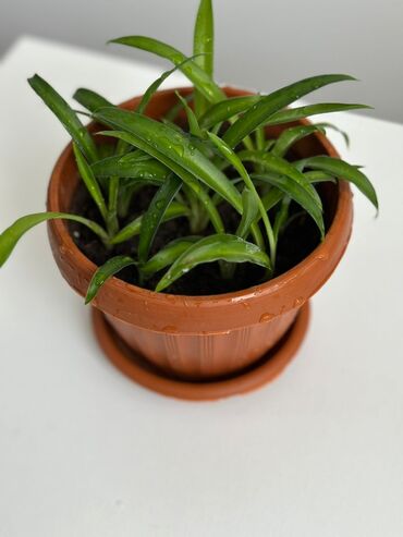 Другие комнатные растения: Хлорофитум, чемпион по очистке воздуха в комнате